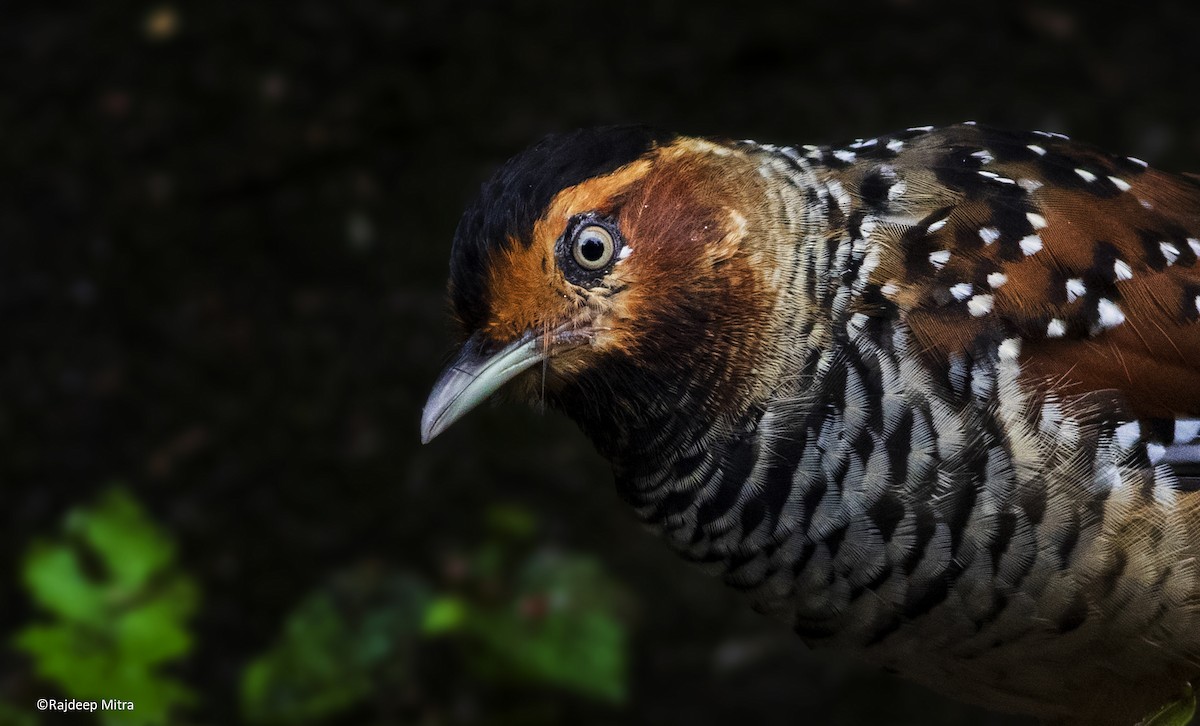 Spotted Laughingthrush - ML365698811