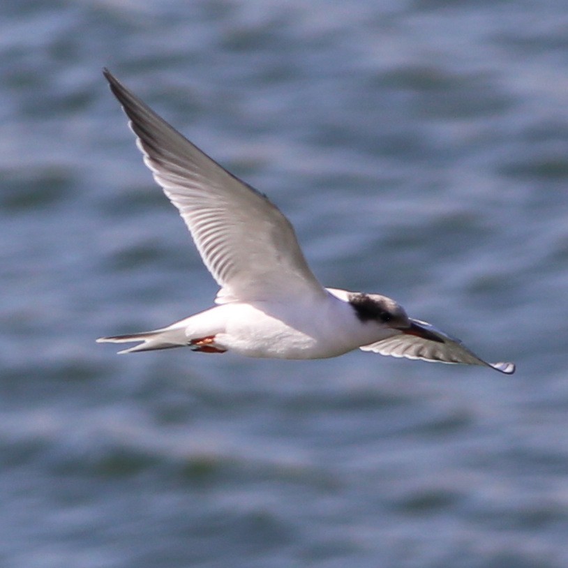 Common Tern - Pete Dunten