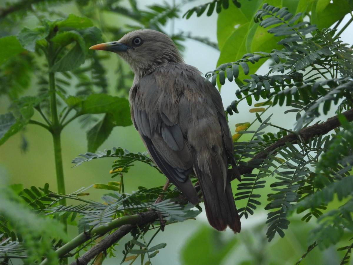 Chestnut-tailed Starling - Lakshmikant Neve