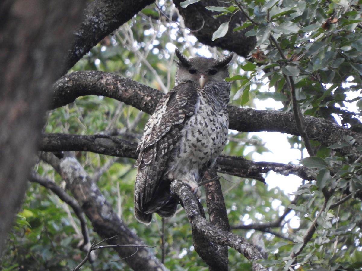 Spot-bellied Eagle-Owl - ML365701551