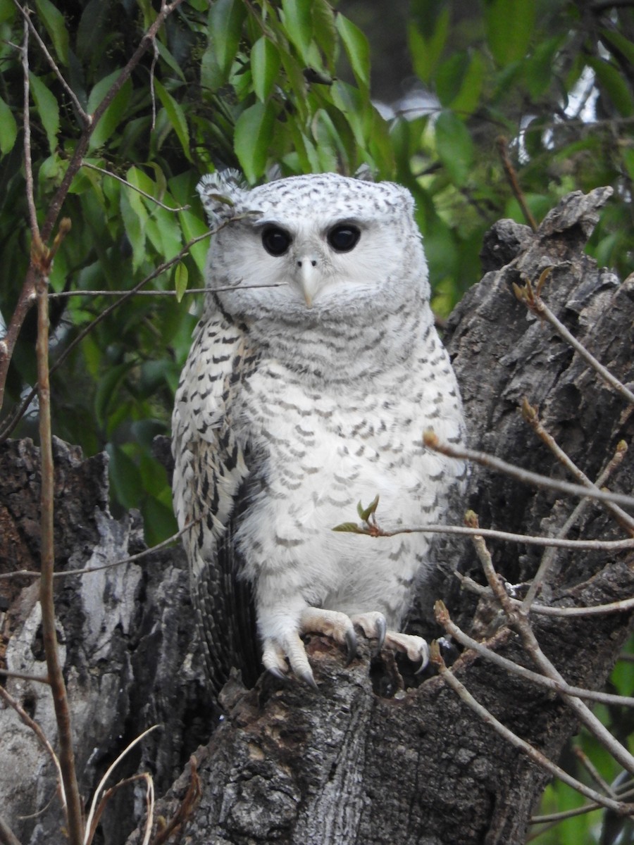 Spot-bellied Eagle-Owl - ML365701561