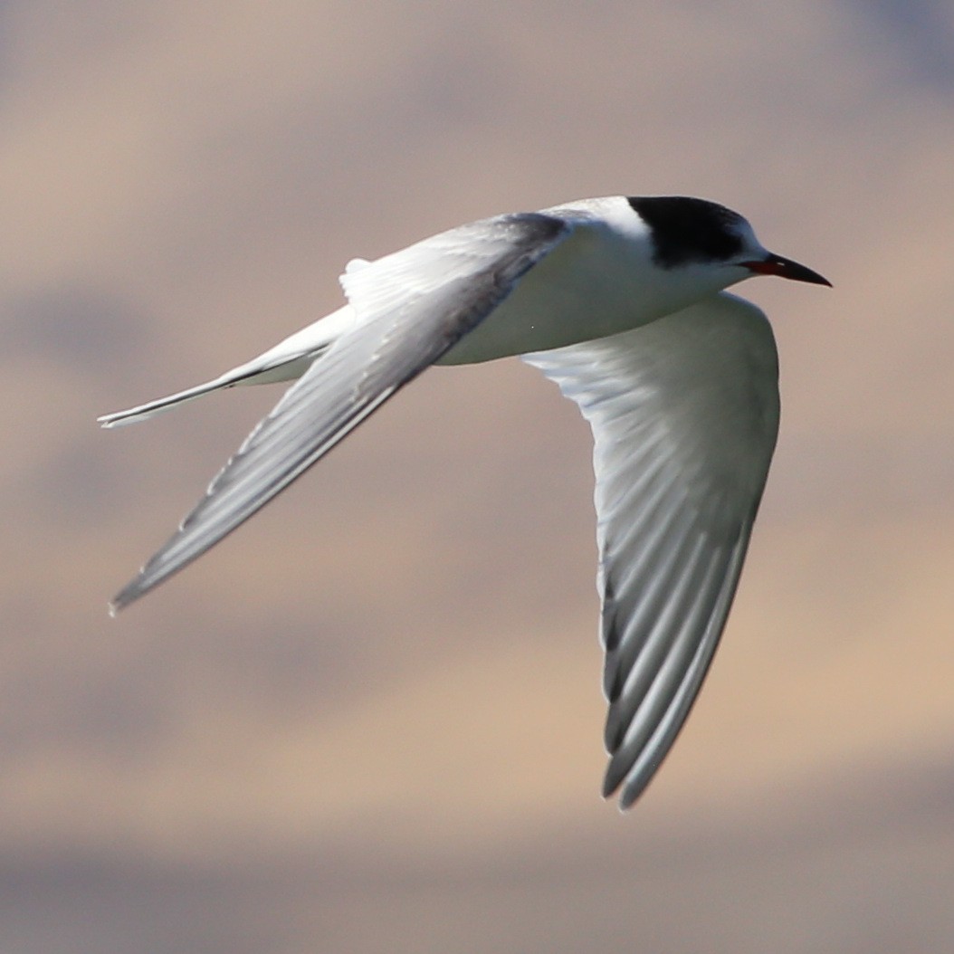 Arctic Tern - Pete Dunten