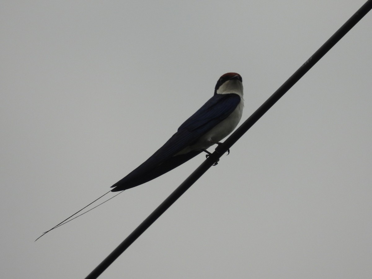 Wire-tailed Swallow - ML365702941