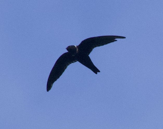 White-collared Swift - Andrew Vallely