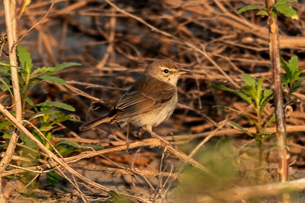 Booted Warbler - ML365704161