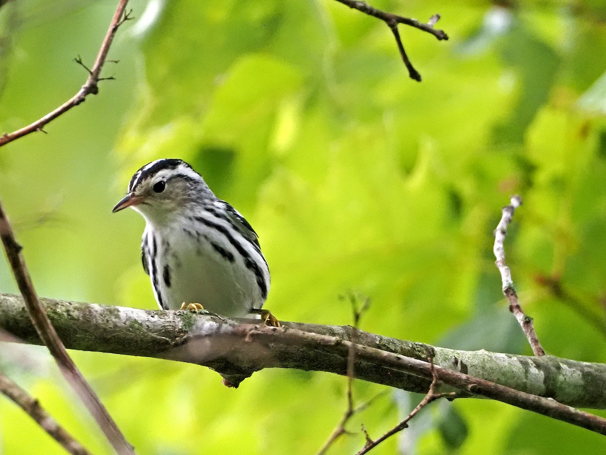 Black-and-white Warbler - ML365705241