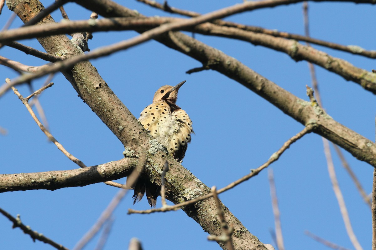 Northern Flicker (Yellow-shafted) - ML365707051