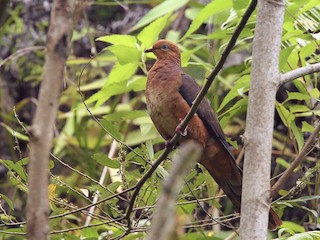  - Ruddy Cuckoo-Dove