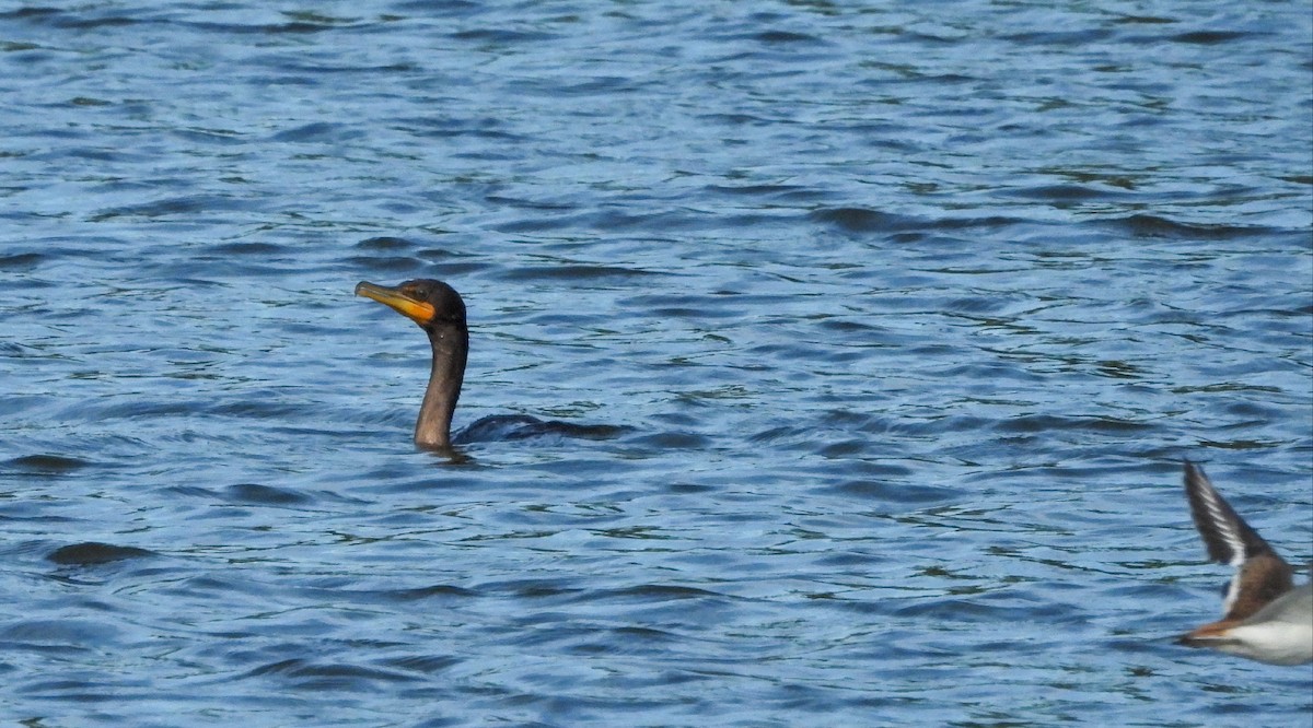 Double-crested Cormorant - Travis Young