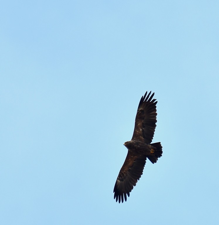 Lesser Spotted Eagle - ML365715581
