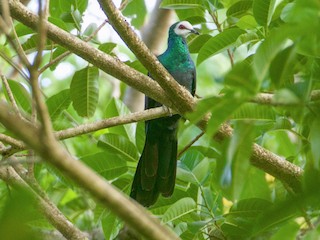 White-faced Cuckoo-Dove - Turacoena manadensis - Birds of the World