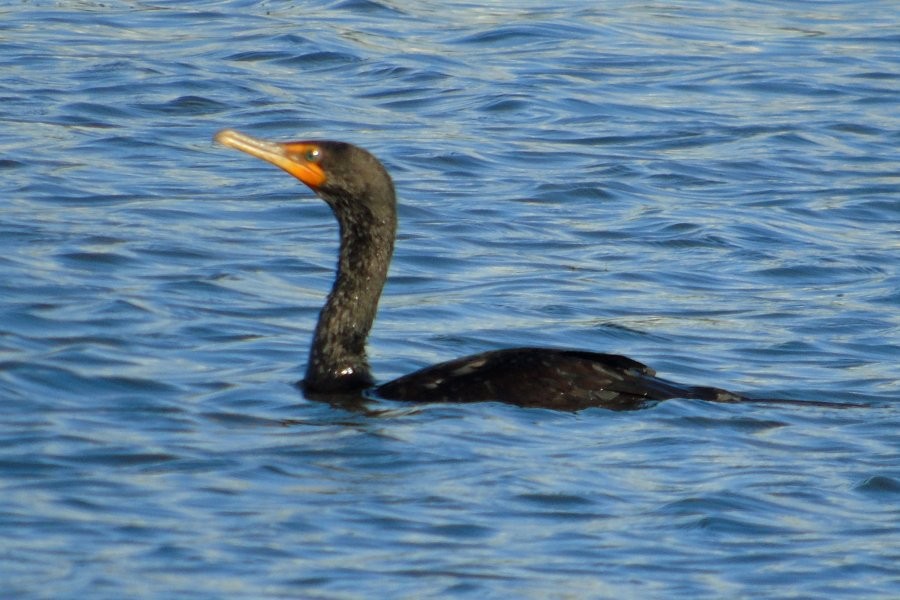 Double-crested Cormorant - Larry Neily