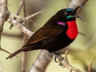 ノドグロヒムネタイヨウチョウ - eBird