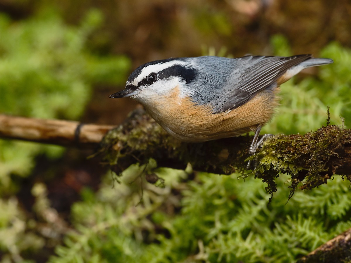 Red-breasted Nuthatch - ML365721631