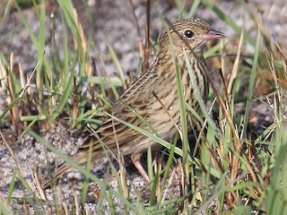  - Short-tailed Pipit