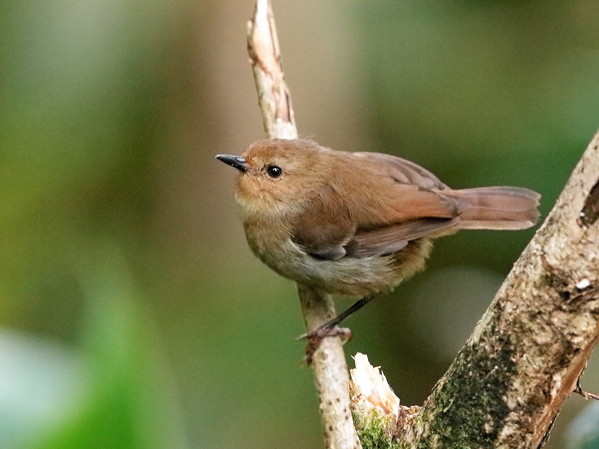 Large Scrubwren - Sericornis nouhuysi - Birds of the World