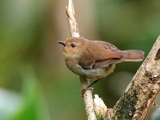 Large Scrubwren - Sericornis nouhuysi - Birds of the World