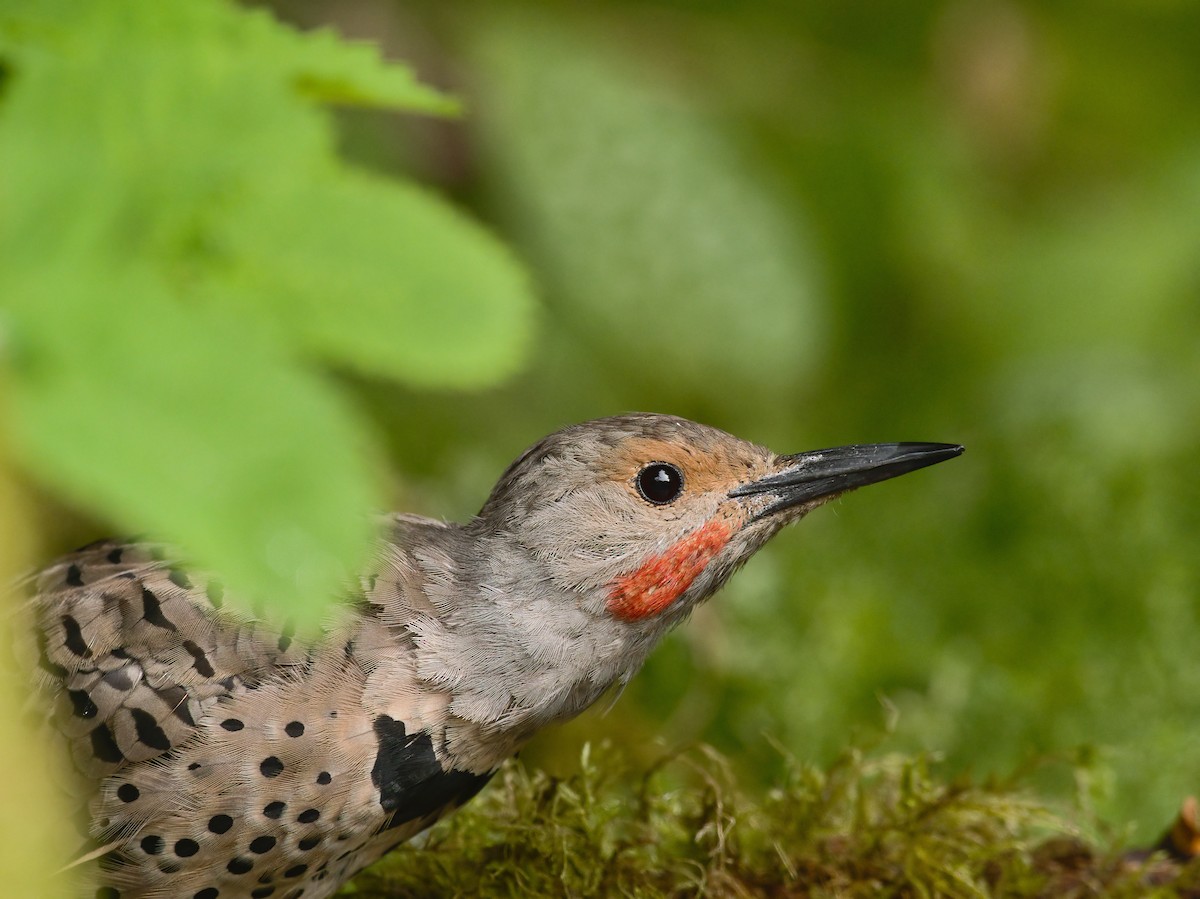 Northern Flicker (Red-shafted) - ML365724401