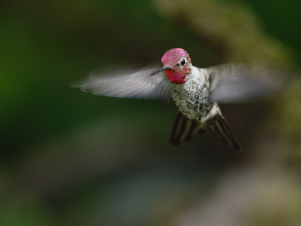 Anna's Hummingbird - ML365724431