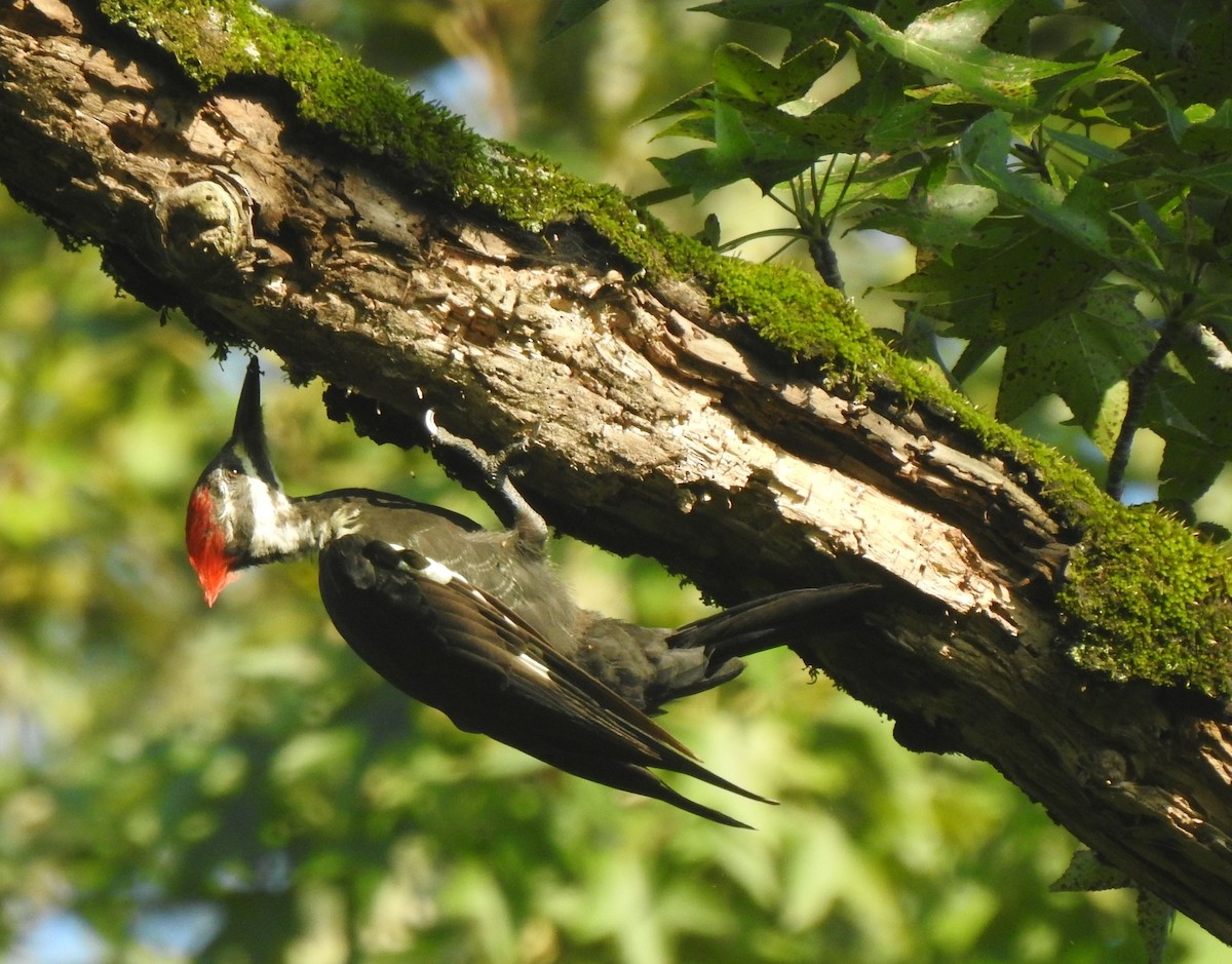 Pileated Woodpecker - Daniel Lane