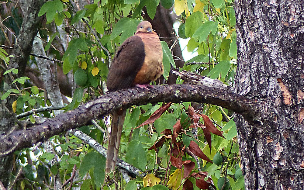 Brown Cuckoo-Dove - Allan Pratt