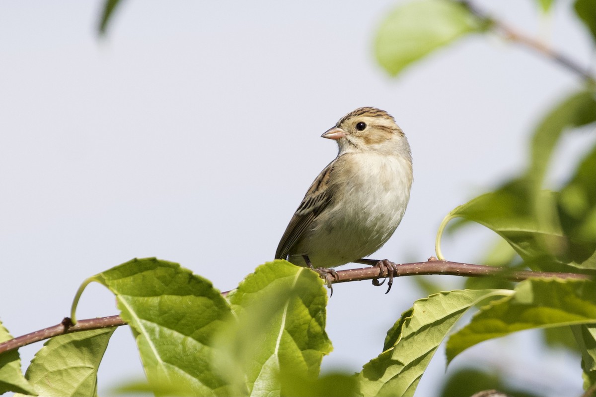 Clay-colored Sparrow - Aaron Roberge