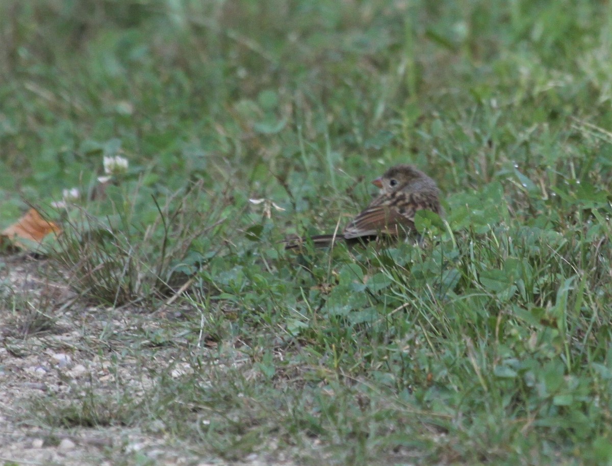 Field Sparrow - Bob Andrini