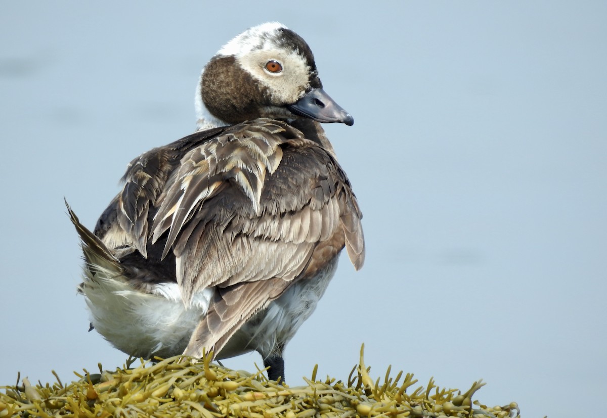 Long-tailed Duck - Weston Barker