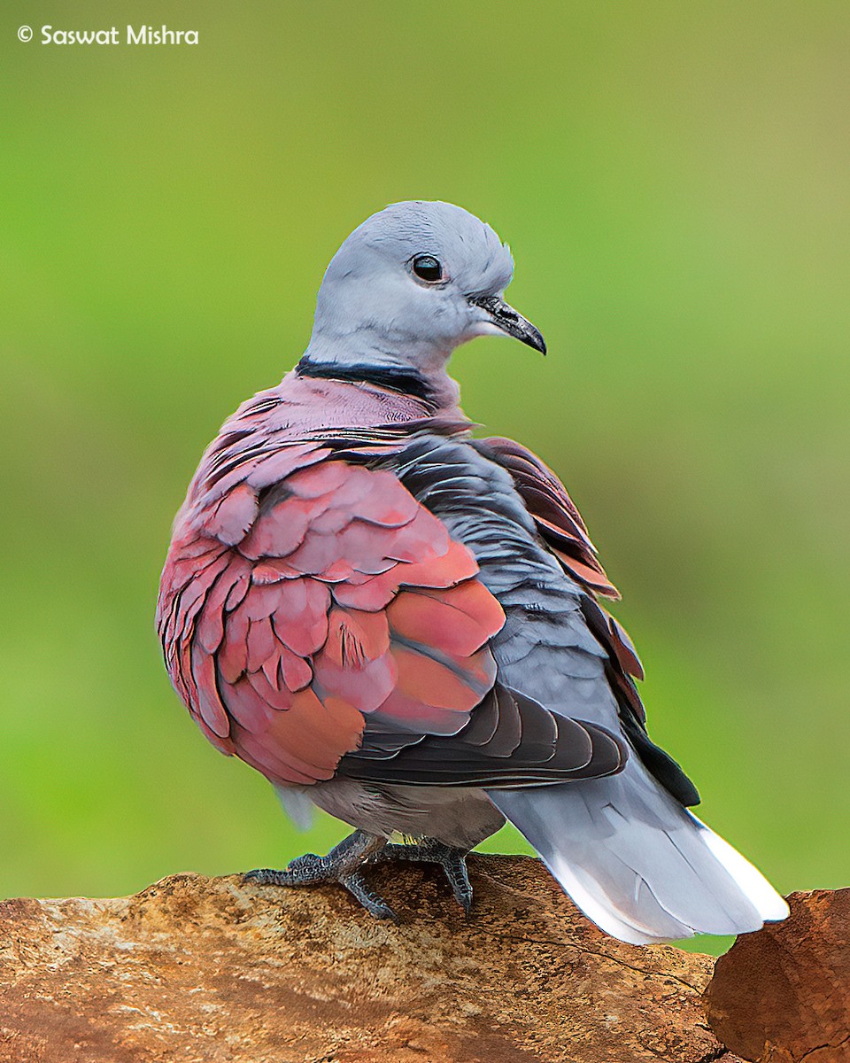 Red Collared-Dove - ML365741681