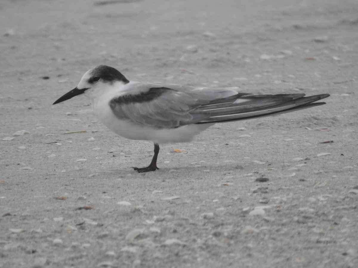 Common Tern - ML365741711