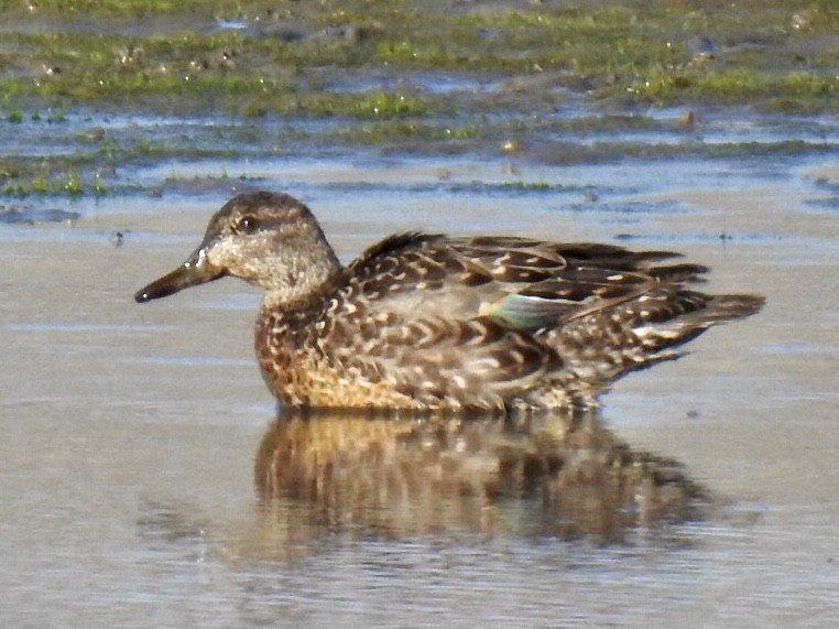 Green-winged Teal - ML365742871