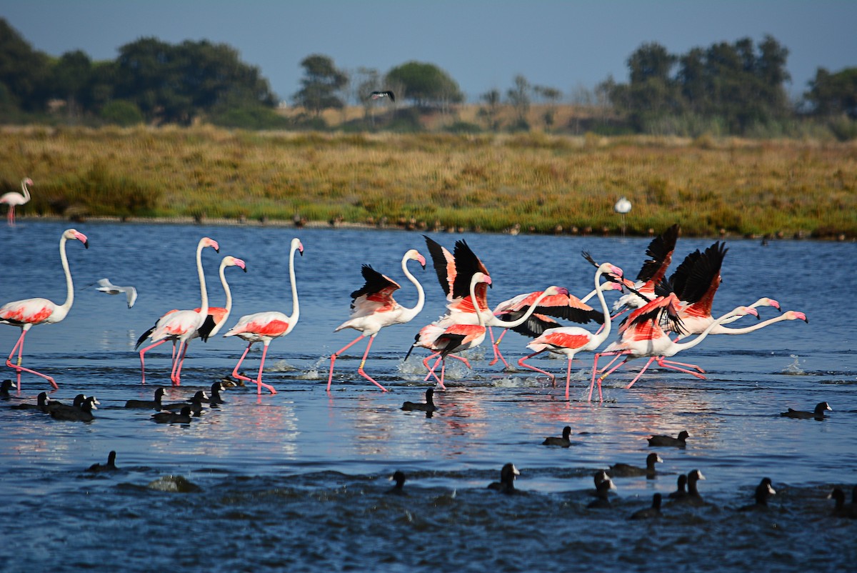 Greater Flamingo - ML365748151