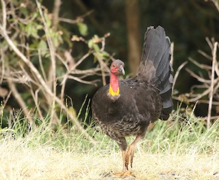 Australian Brushturkey, ML36574821