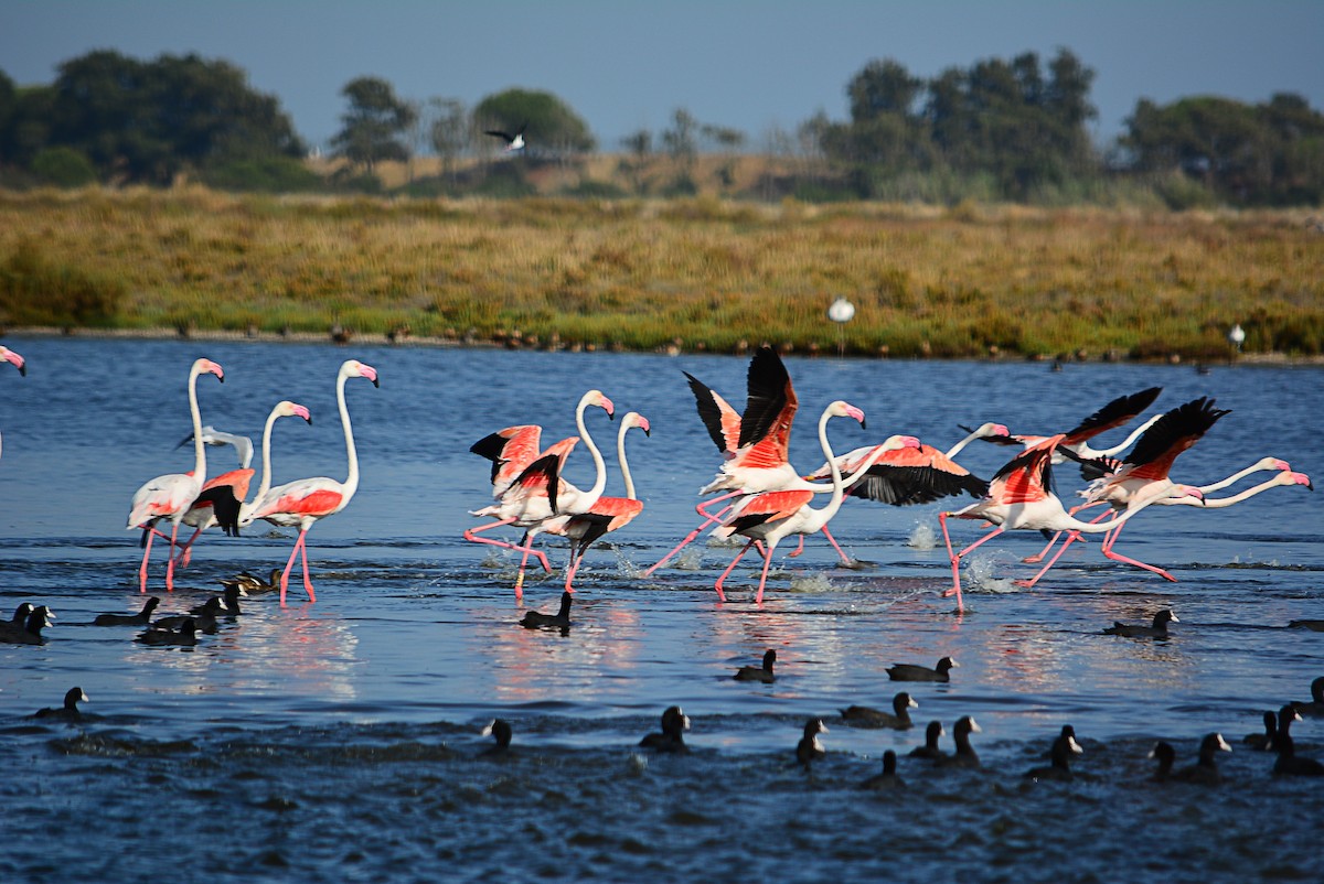 Greater Flamingo - ML365748441