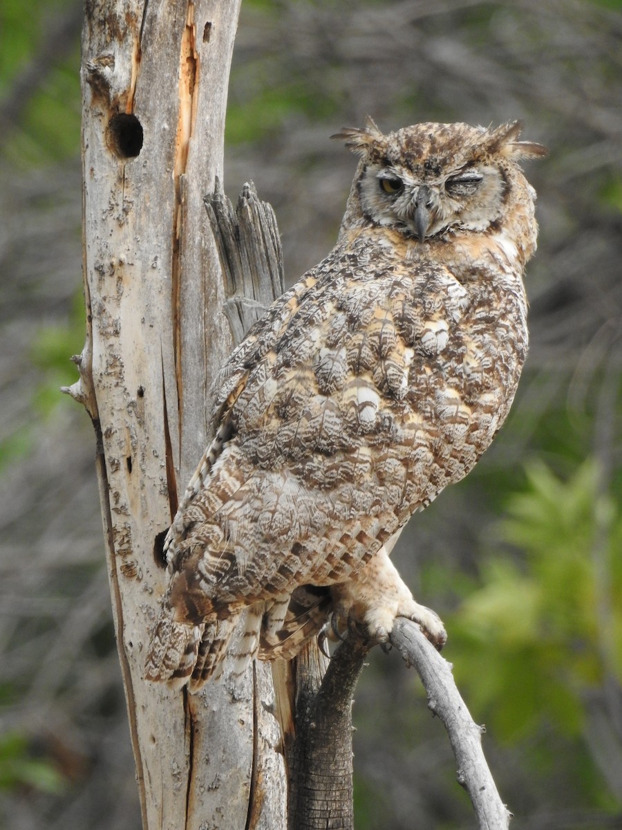 Great Horned Owl - ML365755251