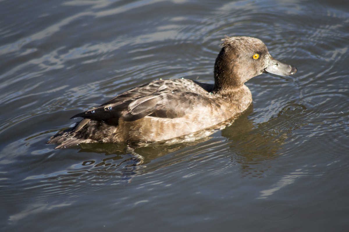 Tufted Duck - ML36575711