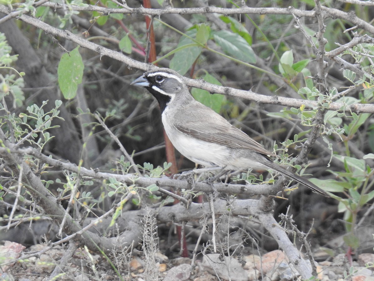 Black-throated Sparrow - ML365758641
