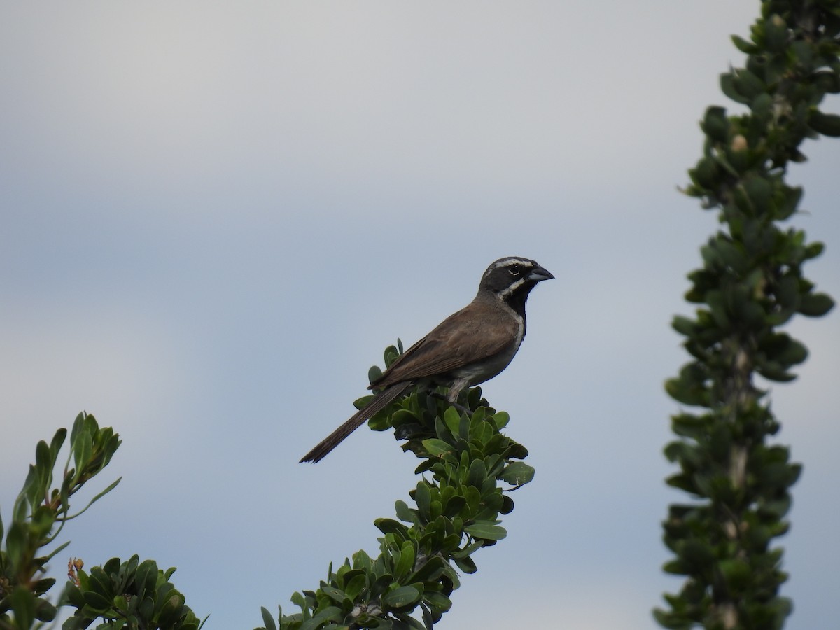 Black-throated Sparrow - ML365758831