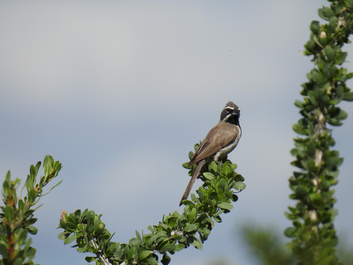 Black-throated Sparrow - ML365758981