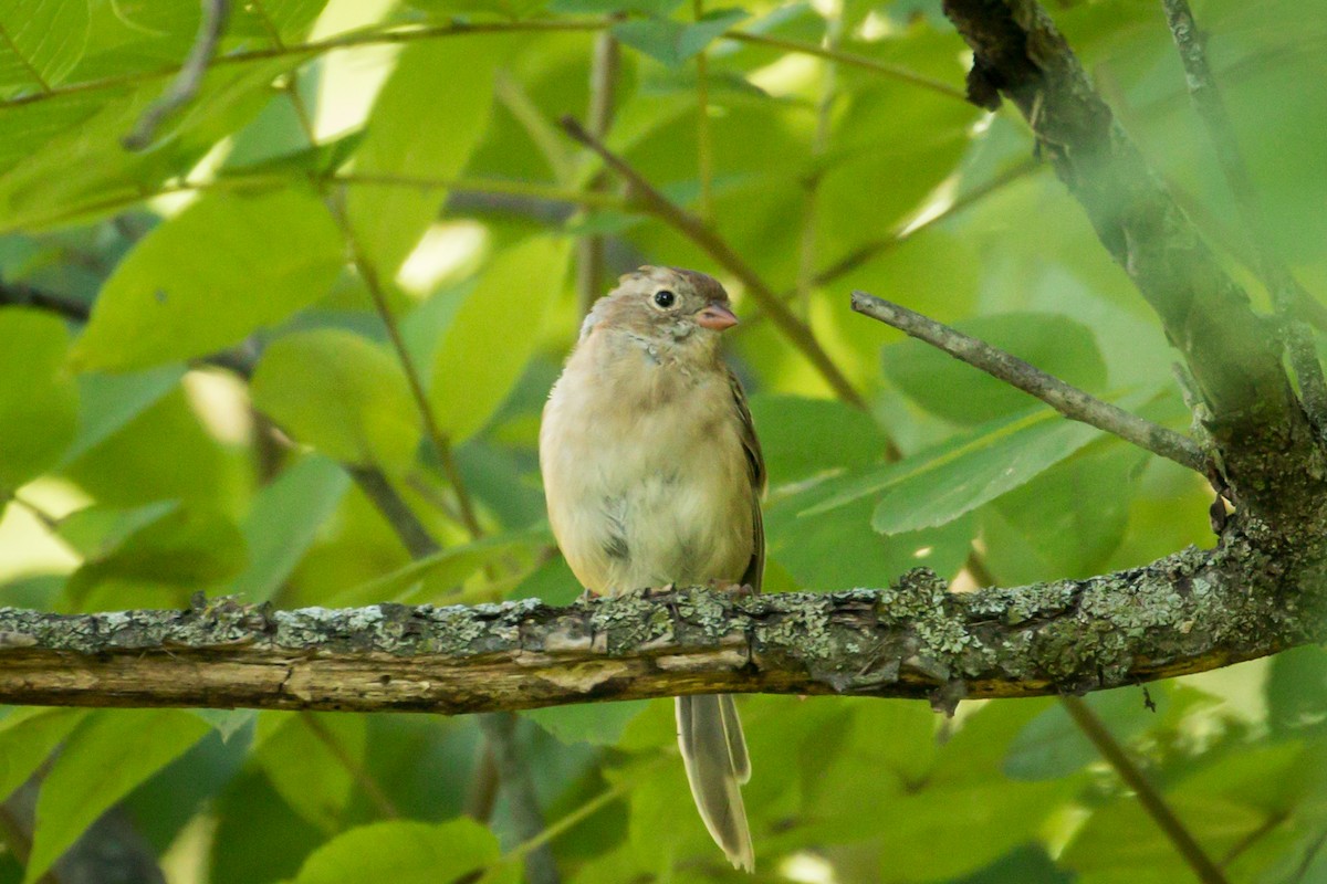 Field Sparrow - Michael Warner
