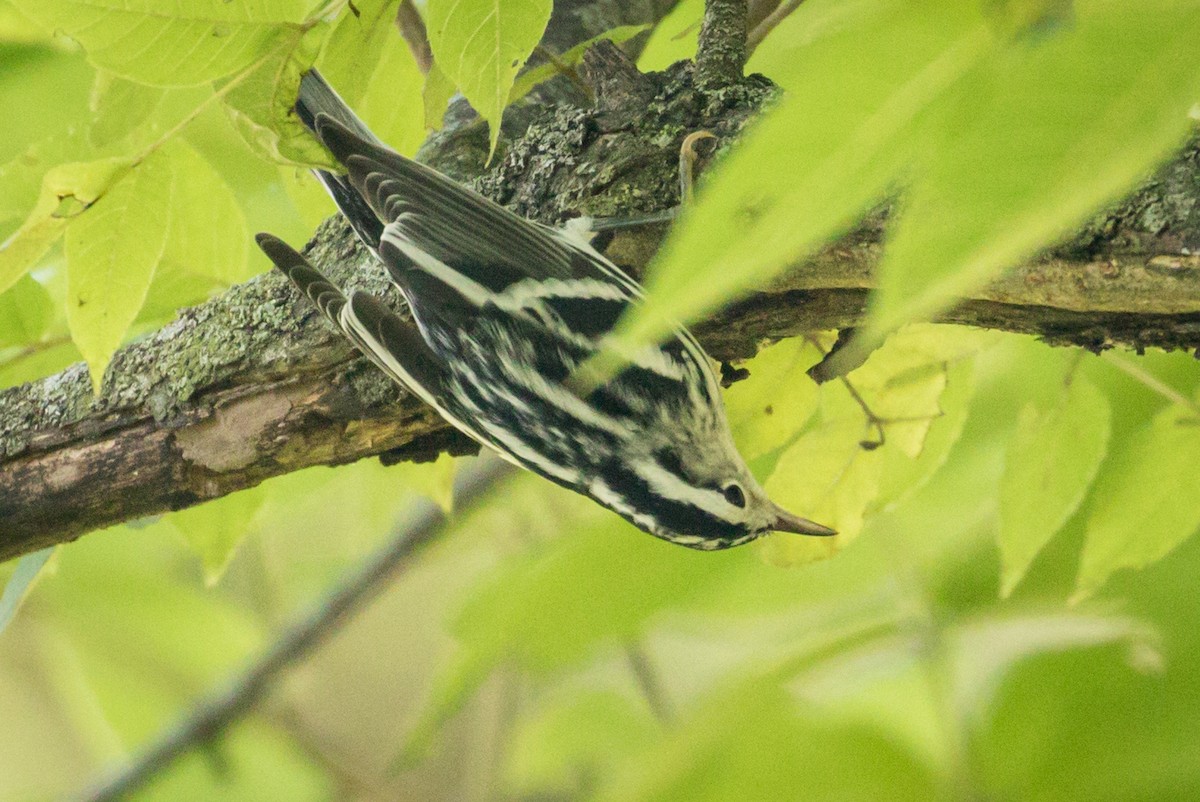 Black-and-white Warbler - ML365760891