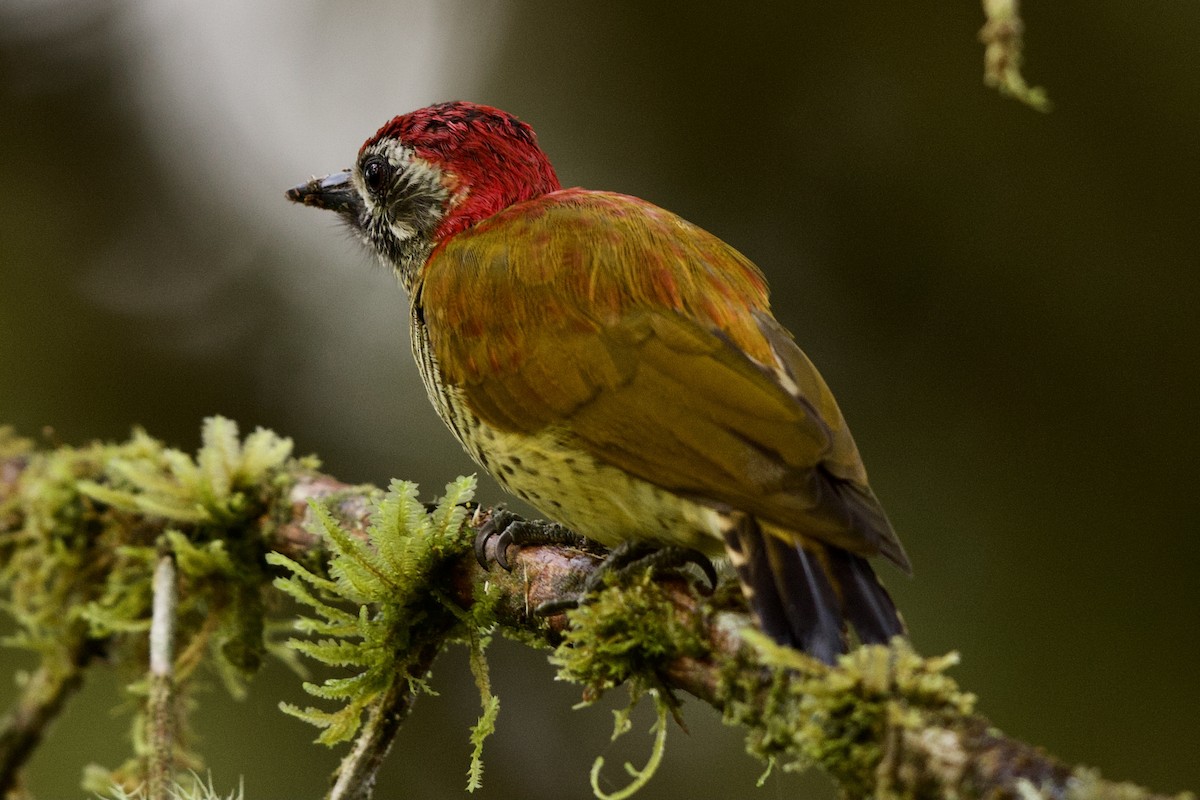 Yellow-vented Woodpecker - Tom McIntosh