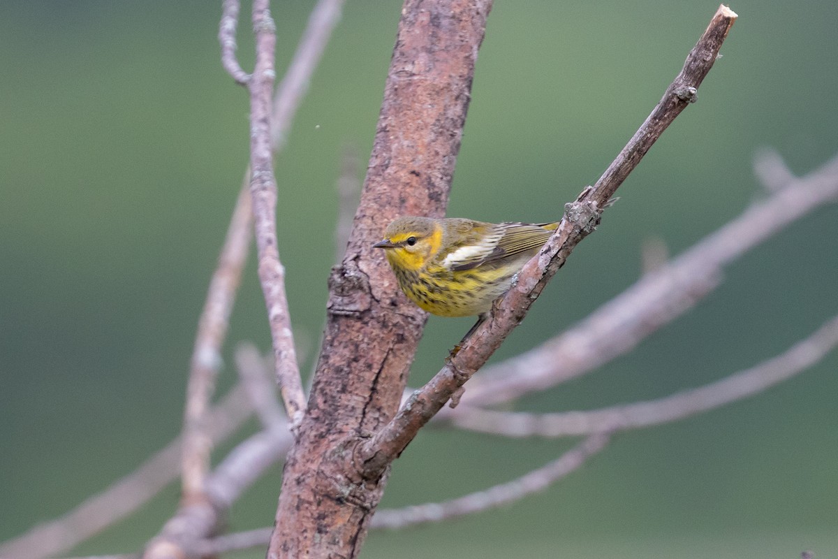 Cape May Warbler - ML365766691