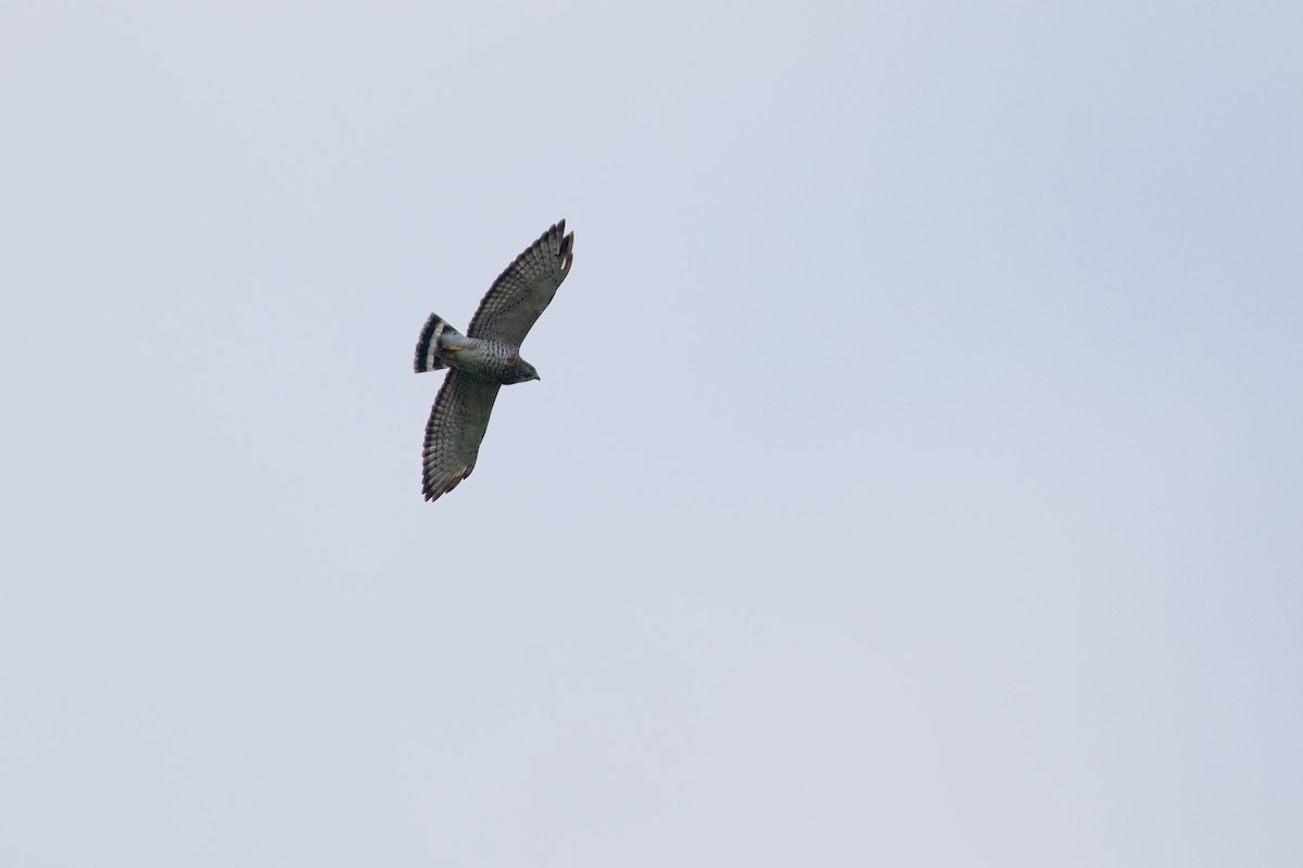 Broad-winged Hawk - ML365766771