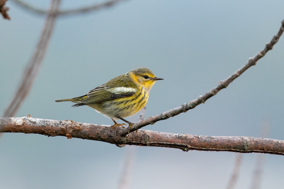 Cape May Warbler - ML365766881