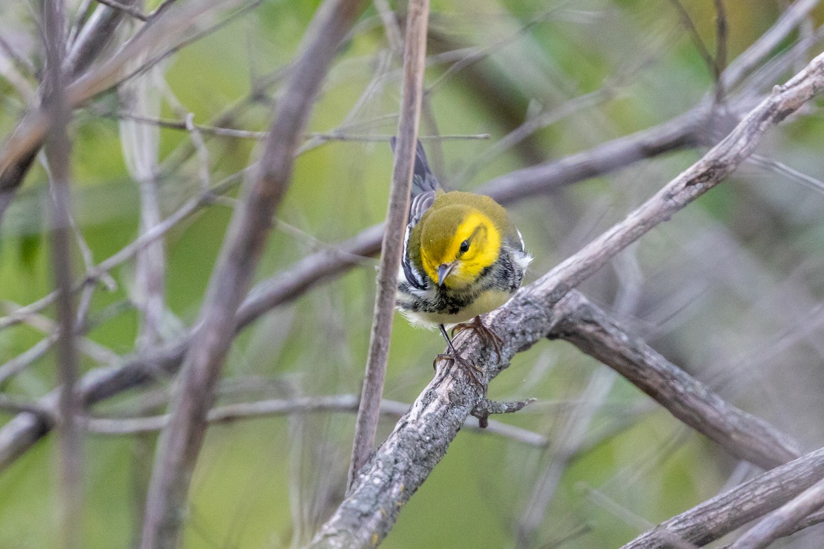 Black-throated Green Warbler - Cory Gregory