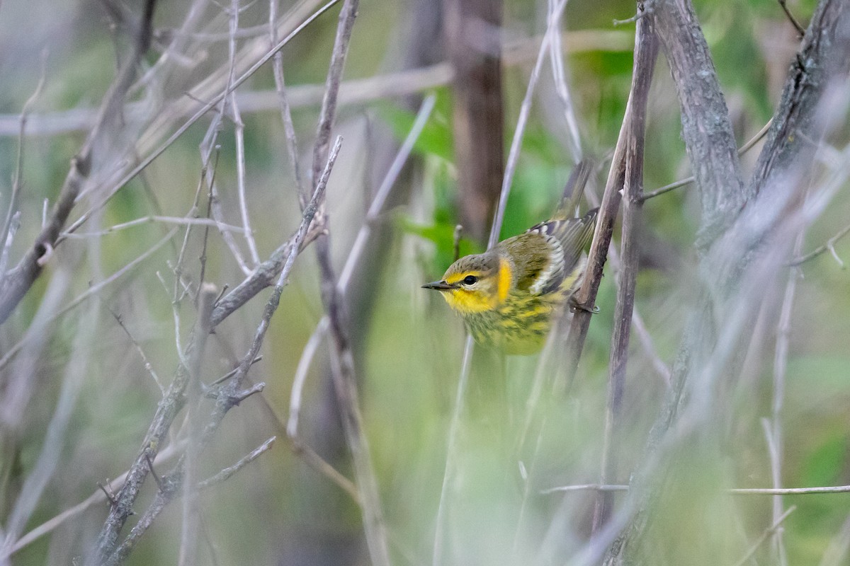 Cape May Warbler - Cory Gregory