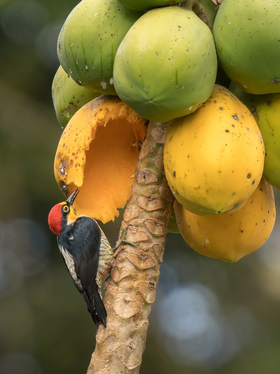 Yellow-fronted Woodpecker - Jorge Claudio Schlemmer