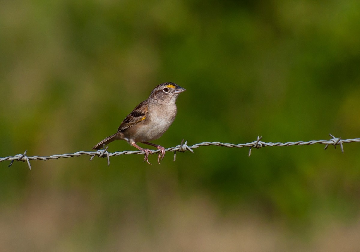 Grassland Sparrow - ML365768951