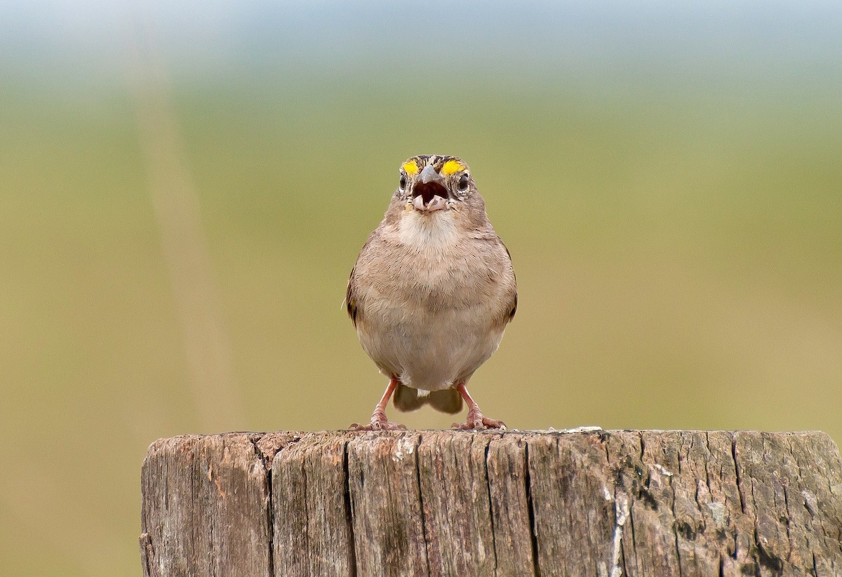 Grassland Sparrow - ML365769371